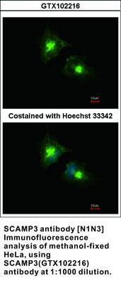 SCAMP3 antibody [N1N3], GeneTex