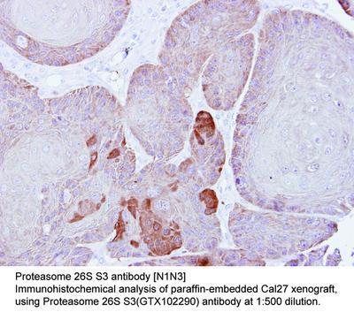 Proteasome 26S S3 antibody [N1N3], GeneTex