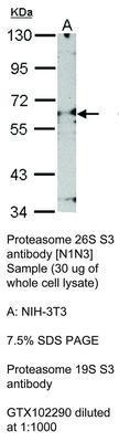 Proteasome 26S S3 antibody [N1N3], GeneTex