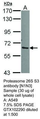 Proteasome 26S S3 antibody [N1N3], GeneTex