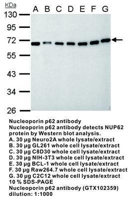 nucleoporin p62  antibody [C1C3], GeneTex