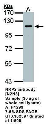 NRP2 antibody [N2N3], GeneTex