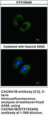 CACNA1B antibody [C3], C-term, GeneTex