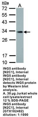 ING5 antibody [N2C1], Internal, GeneTex