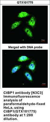 CtBP2 antibody [N3C3], GeneTex