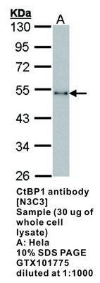 CtBP2 antibody [N3C3], GeneTex