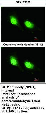 GIT2 antibody [N2C1], Internal, GeneTex