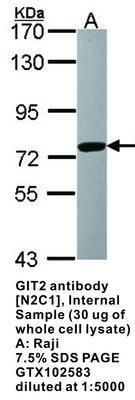 GIT2 antibody [N2C1], Internal, GeneTex