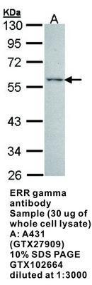 ERR gamma antibody, GeneTex