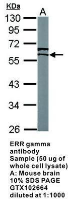 ERR gamma antibody, GeneTex