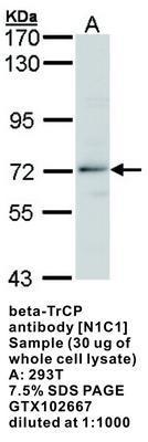 beta-TrCP  antibody [N1C1], GeneTex