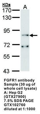 FGFR1 antibody (aa 64-343), GeneTex