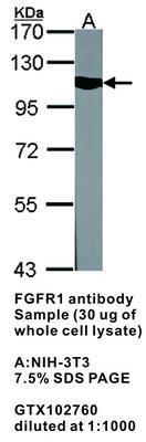 FGFR1 antibody (aa 64-343), GeneTex