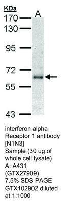 interferon alpha Receptor 1 antibody [N1N3], GeneTex