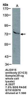 ALOX15 antibody [C1C3], GeneTex