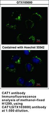 CAT1 antibody, GeneTex