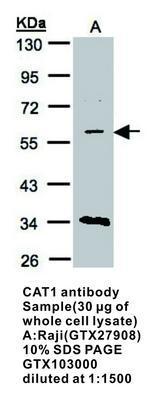 CAT1 antibody, GeneTex