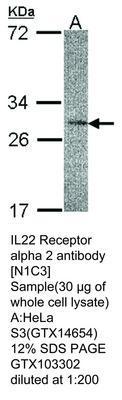 IL22 Receptor alpha 2  antibody [N1C3], GeneTex