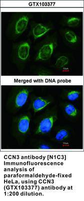 CCN3 antibody [N1C3], GeneTex