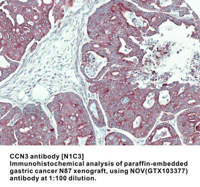 CCN3 antibody [N1C3], GeneTex