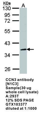 CCN3 antibody [N1C3], GeneTex