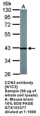 CCN3 antibody [N1C3], GeneTex