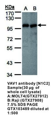 VAV1 antibody [N1C2], GeneTex