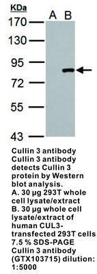 Cullin 3 antibody, GeneTex