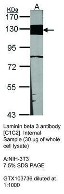 Laminin beta 3 antibody [C1C2], Internal, GeneTex