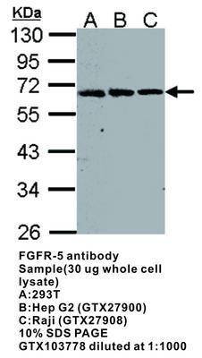 FGFR-5  antibody, GeneTex