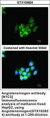 Angiotensinogen antibody [N1C3], GeneTex