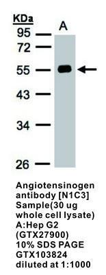 Angiotensinogen antibody [N1C3], GeneTex