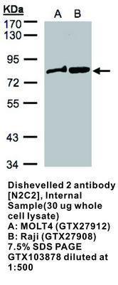 Dishevelled 2 antibody [N2C2], Internal, GeneTex