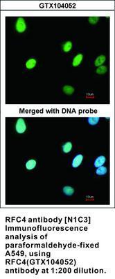 RFC4 antibody [N1C3], GeneTex