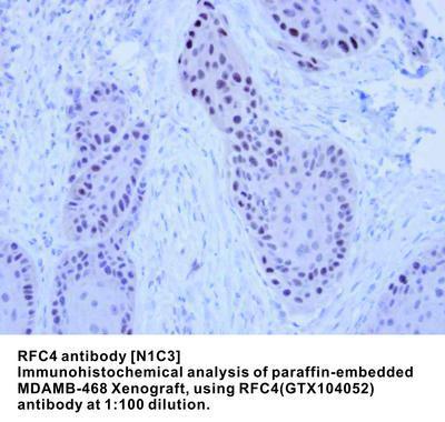 RFC4 antibody [N1C3], GeneTex