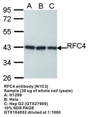 RFC4 antibody [N1C3], GeneTex