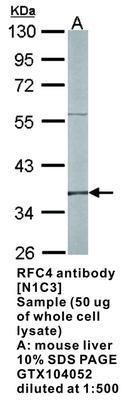 RFC4 antibody [N1C3], GeneTex