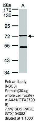 Fnk  antibody [N3C3], GeneTex