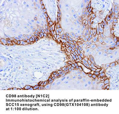 CD98 antibody [N1C2], GeneTex