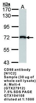 CD98 antibody [N1C2], GeneTex