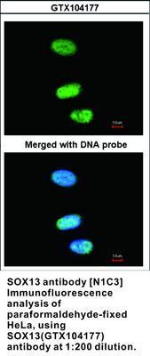 SOX13 antibody [N1C3], GeneTex