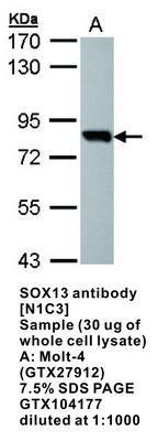 SOX13 antibody [N1C3], GeneTex