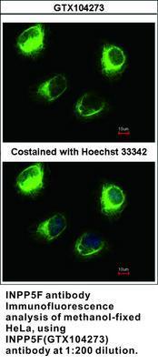 INPP5F antibody, GeneTex