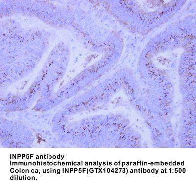 INPP5F antibody, GeneTex