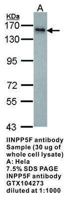 INPP5F antibody, GeneTex