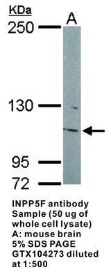 INPP5F antibody, GeneTex