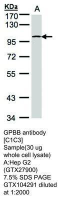 GPBB antibody [C1C3], GeneTex