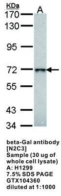 beta-Gal  antibody [N2C3], GeneTex