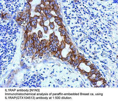 IL1RAP antibody [N1N3], GeneTex