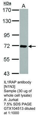 IL1RAP antibody [N1N3], GeneTex